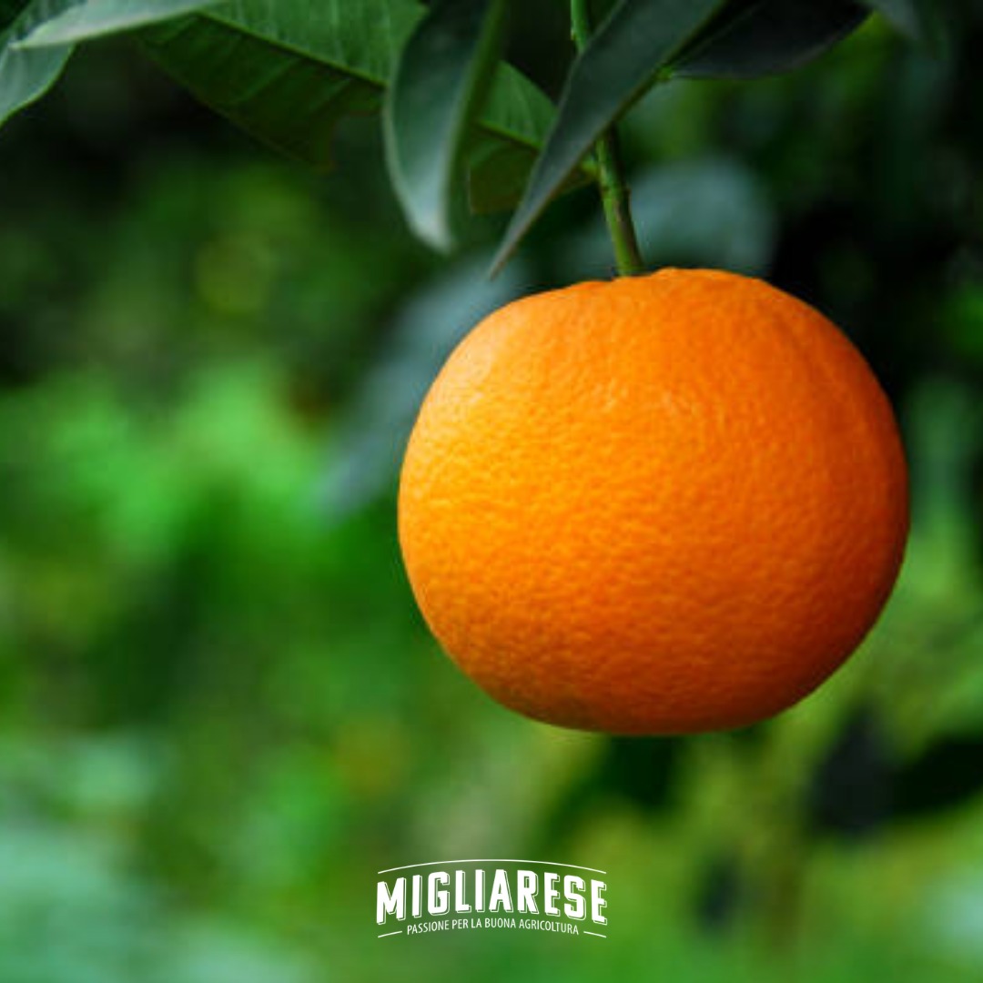 Image Slider